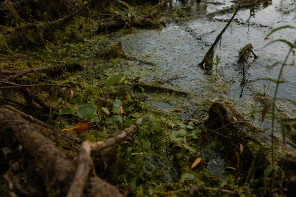 Herbstsee Enten Tina Bäume Seerosen Bewachsenes Ufer Sumpf — Stockfoto