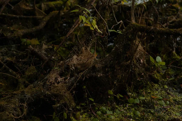 Sonbahar gölü, ördekler, Tina, ağaçlar, nilüferler, büyümüş kıyı, bataklık