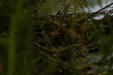 Sonbahar gölü, ördekler, Tina, ağaçlar, nilüferler, büyümüş kıyı, bataklık