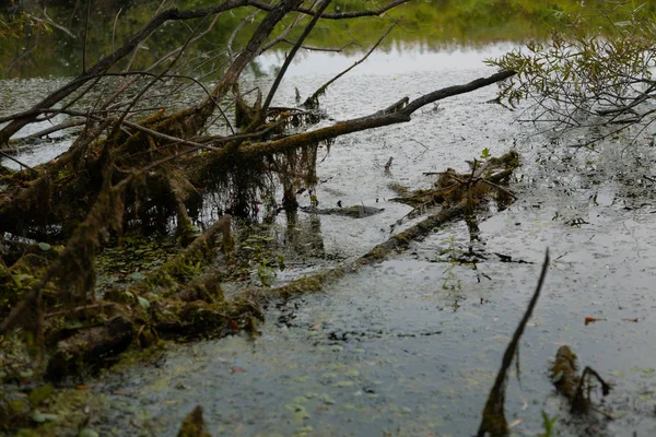 Lago Autunno Anatre Tina Alberi Ninfee Riva Ricoperta Palude — Foto Stock