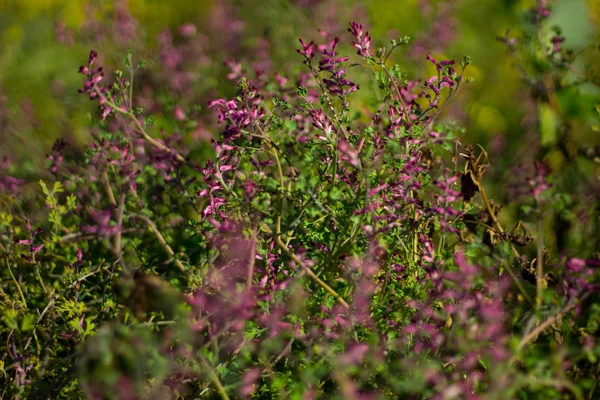 Fleurs Sur Terrain Automne — Photo