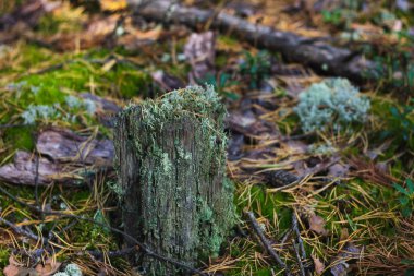 Sonbahar ormanında mantar, yosun, yaprak, ağaç ve böğürtlen. makro mod. arkaplan resmi