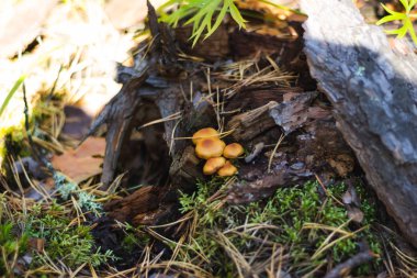 Sonbahar ormanında mantar, yosun, yaprak, ağaç ve böğürtlen. makro mod. arkaplan resmi