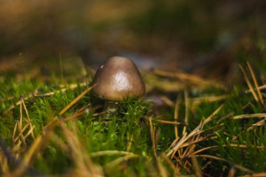 Sonbahar ormanında mantar, yosun, yaprak, ağaç ve böğürtlen. makro mod. arkaplan resmi