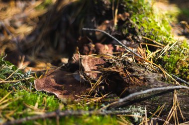 Sonbahar ormanında mantar, yosun, yaprak, ağaç ve böğürtlen. makro mod. arkaplan resmi