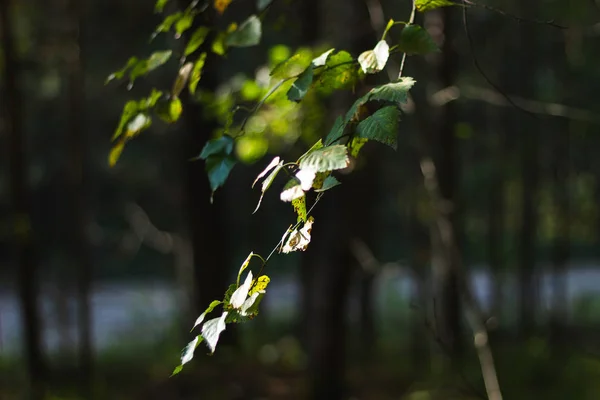 Mushrooms Moss Foliage Tree Berries Autumn Forest Macro Mode Background — Stock Photo, Image