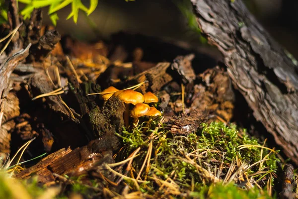 Funghi Muschio Fogliame Alberi Bacche Nella Foresta Autunnale Modalità Macro — Foto Stock