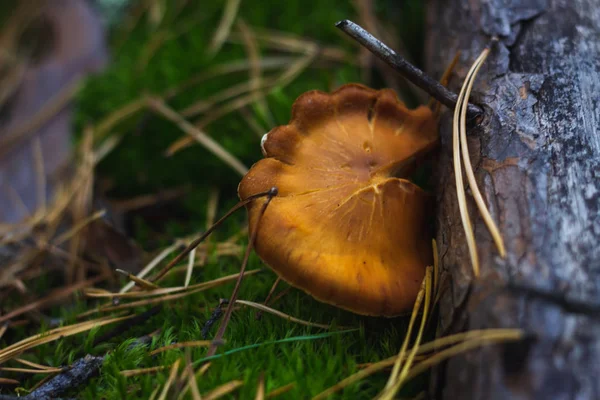 Paddenstoelen Mos Bladeren Bomen Bessen Het Herfstbos Macro Modus Achtergrond — Stockfoto