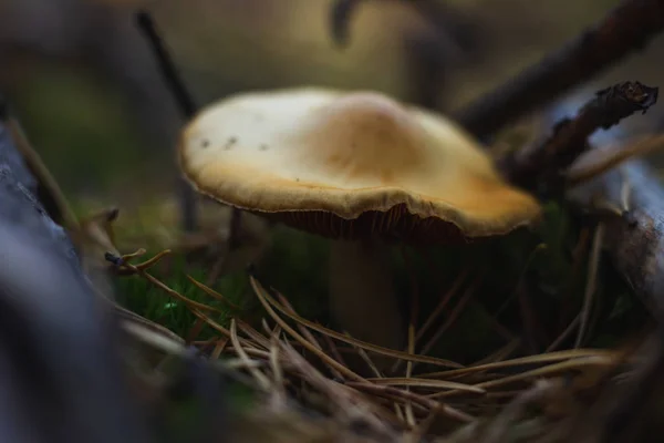 Funghi Muschio Fogliame Alberi Bacche Nella Foresta Autunnale Modalità Macro — Foto Stock