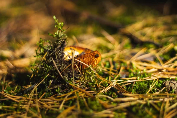 Champignons Mousse Feuillage Arbres Baies Dans Forêt Automne Mode Macro — Photo