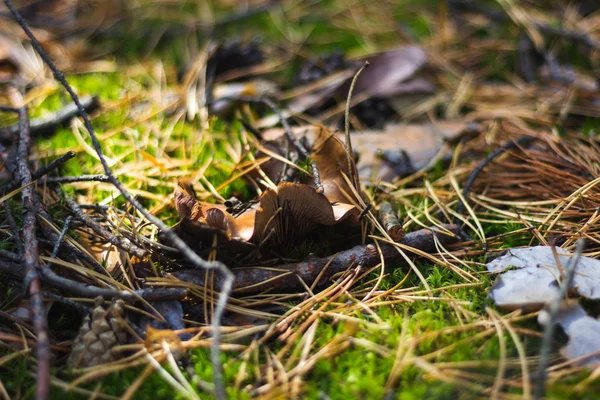 Champignons Mousse Feuillage Arbres Baies Dans Forêt Automne Mode Macro — Photo