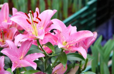 Çiçek bahçesi içinde pembe lilyum