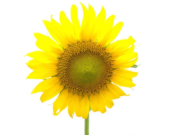 Flower Sunflower Isolated White Background — Stock Photo, Image