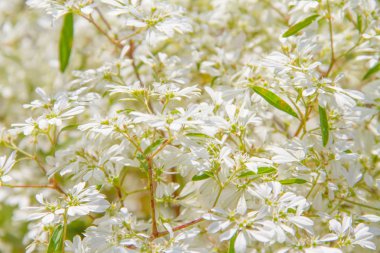 beyaz çiçek arka plan