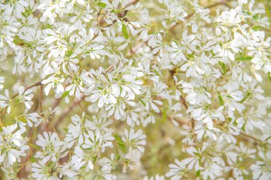 beyaz çiçek arka plan