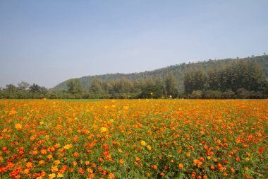 Kadife çiçeği sarı çiçek