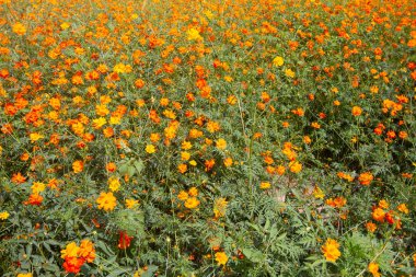 Kadife çiçeği sarı çiçek