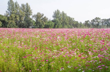 cosmos pembe renk çiçekler