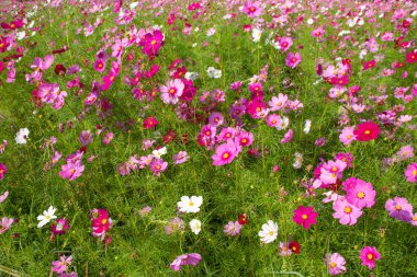 cosmos pembe renk çiçekler