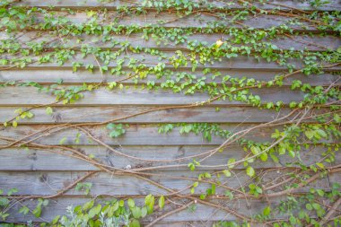 tahta arkaplan tırmanıcısı 