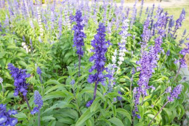 Salvia çiçek mor