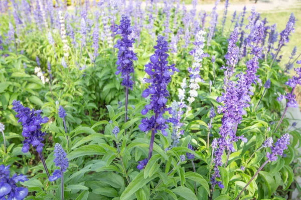 Salvia çiçek mor