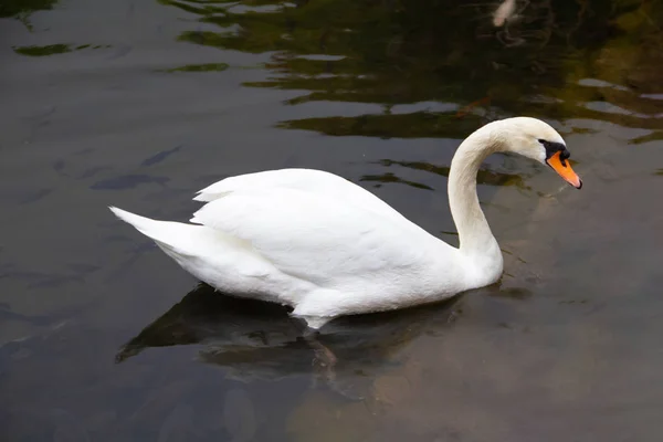 Bílá Labuť — Stock fotografie