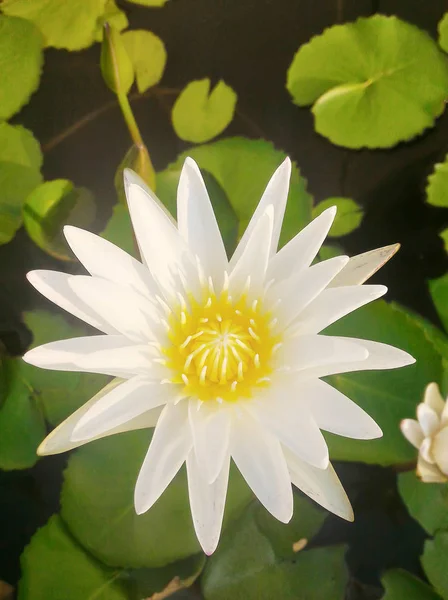 Le lotus blanc est dans l'étang — Photo