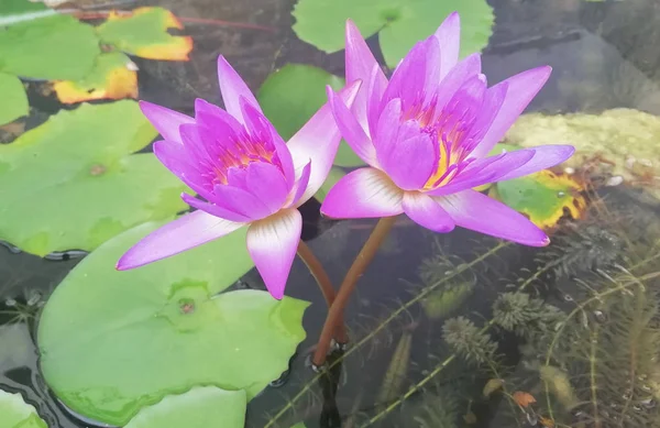 Two pink lotus is in the pond — Stock Photo, Image