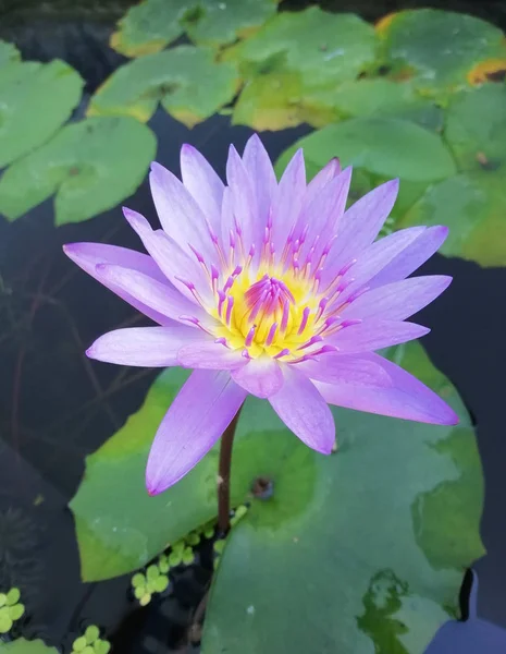 De paarse Lotus is in de vijver. — Stockfoto