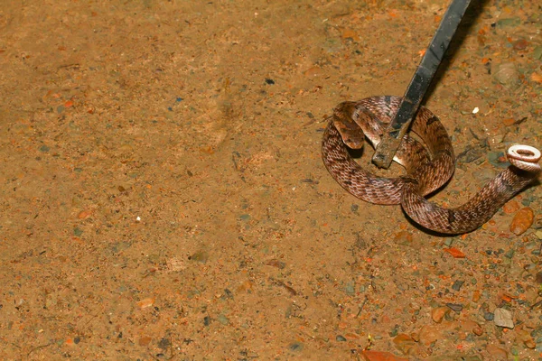 Catturare serpente bruno Fotografia Stock
