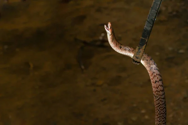 Łapanie brązowego węża Zdjęcia Stockowe bez tantiem