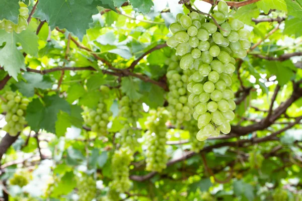 Купка зеленого винограду в винограднику — стокове фото