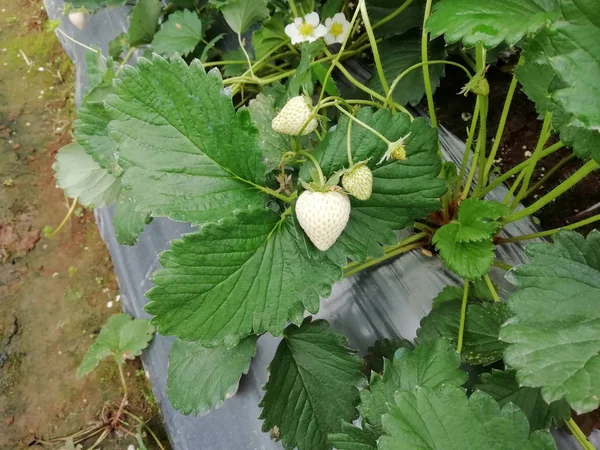 Beyaz Jewel Strawberry