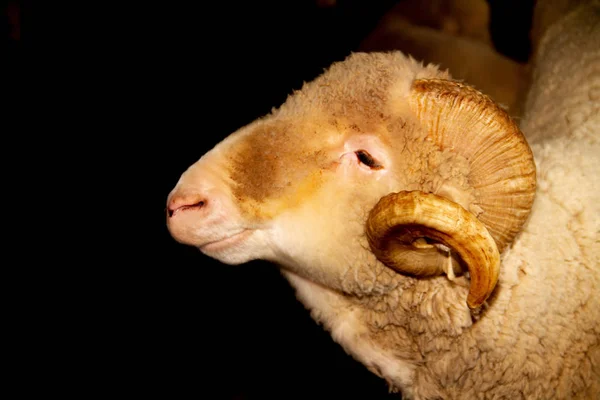 農場でメリノ羊 — ストック写真