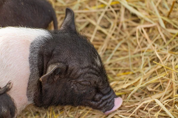 Piggy Siyah yüzü gözlerini kapatır 