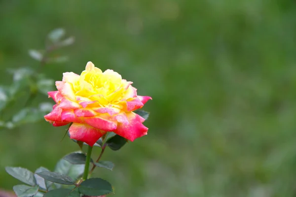Žlutá růže na zeleném pozadí — Stock fotografie