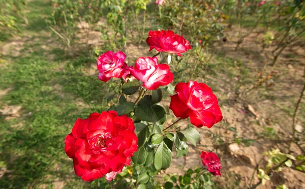 赤いバラ美しい花 — ストック写真