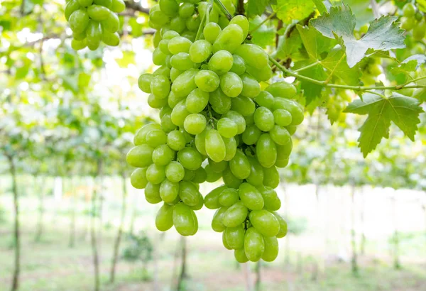 Зелений виноград у винограднику — стокове фото