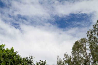 Arkaplan, beyaz bulutlu ve yeşil yapraklı mavi bir gökyüzü..