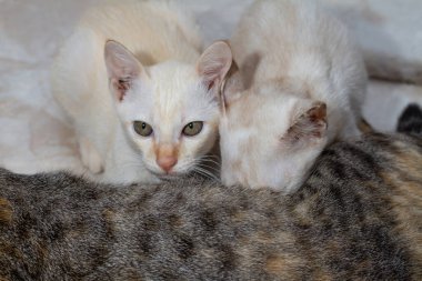 İki küçük kedi yavrusu anne kedisinden süt emiyor.