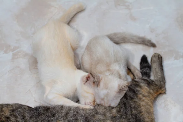 İki küçük kedi yavrusu anne kedisinden süt emiyor.