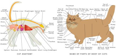Cat anatomy. Domestic cat's anatomy. Cat's organ anatomy diagram. Digestive system of the cat. Schematic representation of a domestic cat. The name of parts of a body of cats clipart
