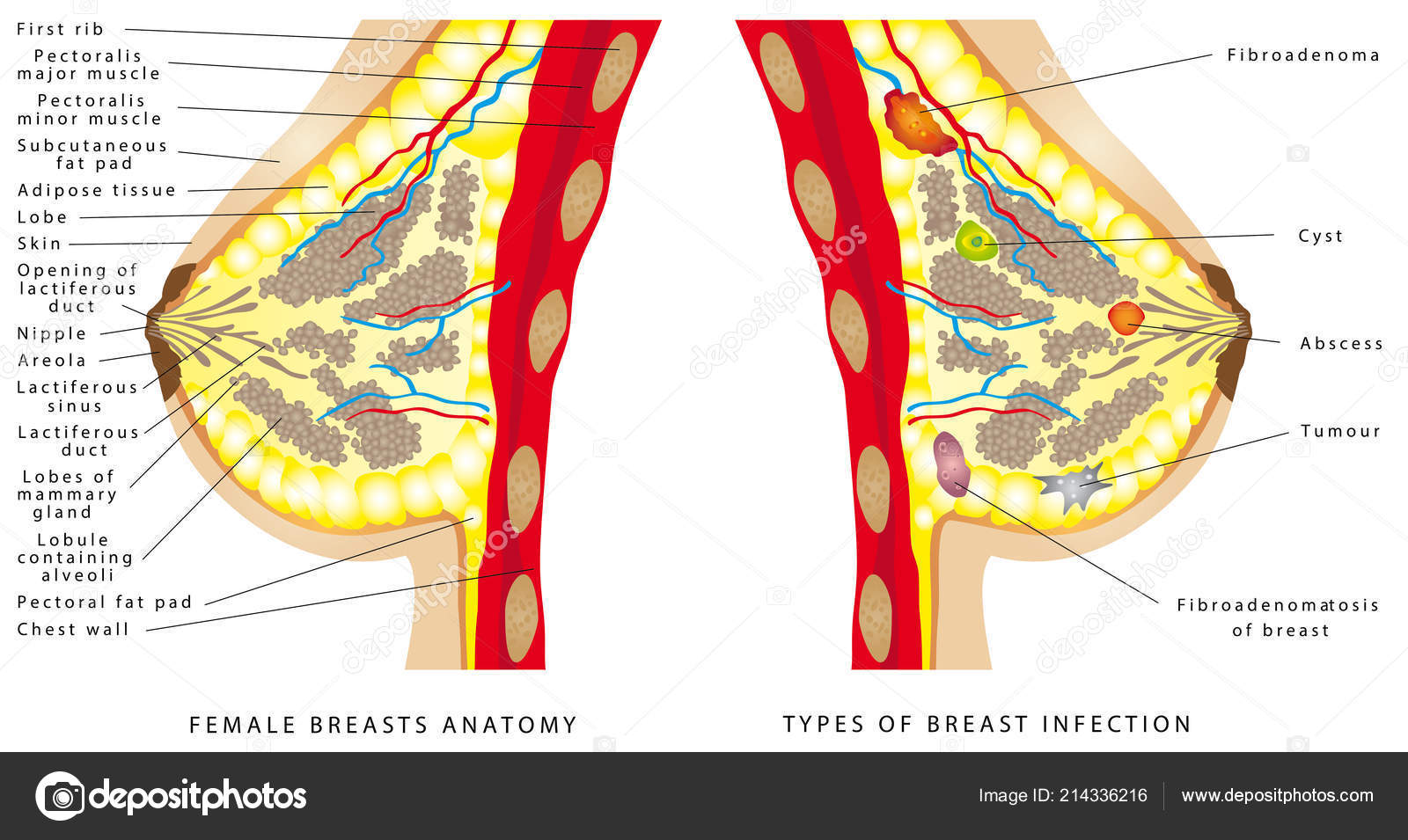 Breast Anatomy Female Breast Anatomic Cross Section Basic Medical