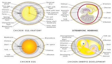Tavuk yumurta anatomisi. Beyaz bir arka plan üzerinde tavuk yumurta yapısı. Kuş embriyo yumurta içinde kesiti.