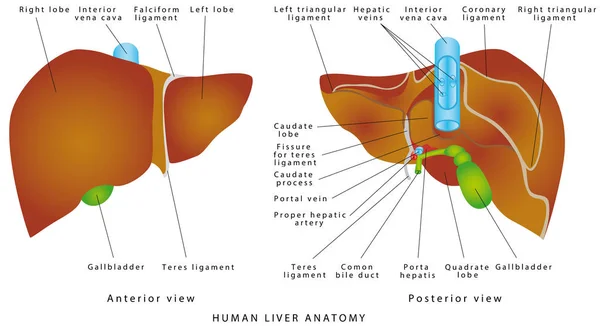 肝臓の解剖学 白地に胆嚢と健康な人間の肝臓の解剖学的モデル 人間の臓器の肝臓のフロントとリア 胆嚢と胆管の位置 — ストックベクタ