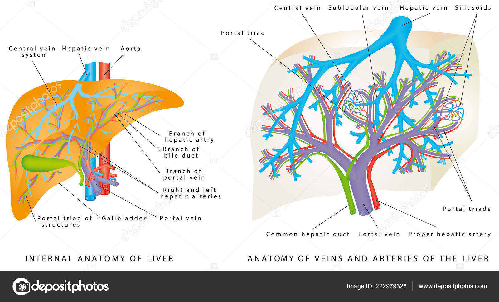 Hepatic Vein Vs Portal Vein Biology Diagrams