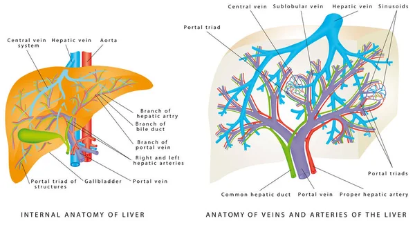 肝脏循环系统 静脉和肝脏动脉的解剖 主动脉和门静脉 肝脏解剖 显示主要血管和胆囊 — 图库矢量图片