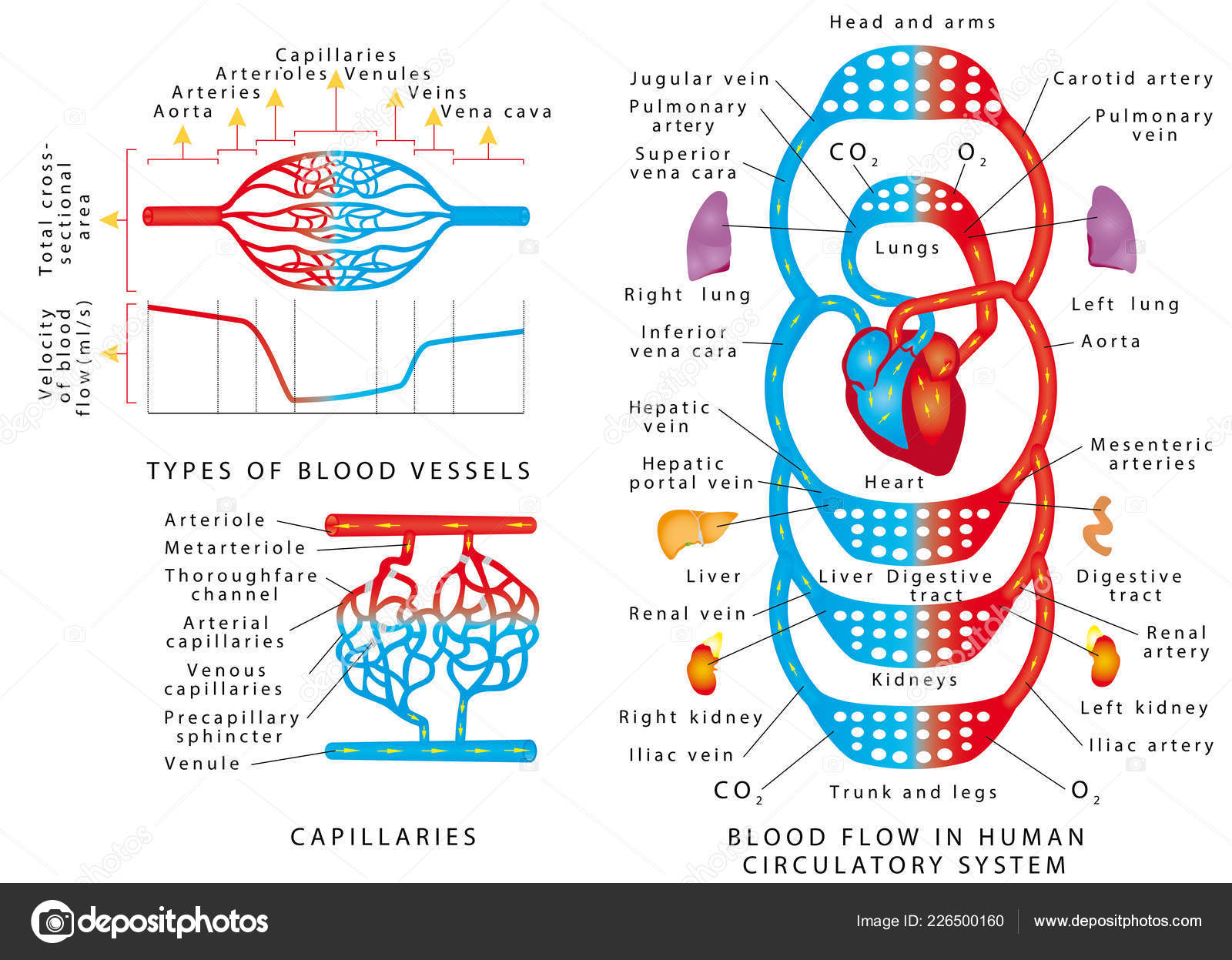 Arterial Blood Flow Chart Arterial Blood Flow Chart