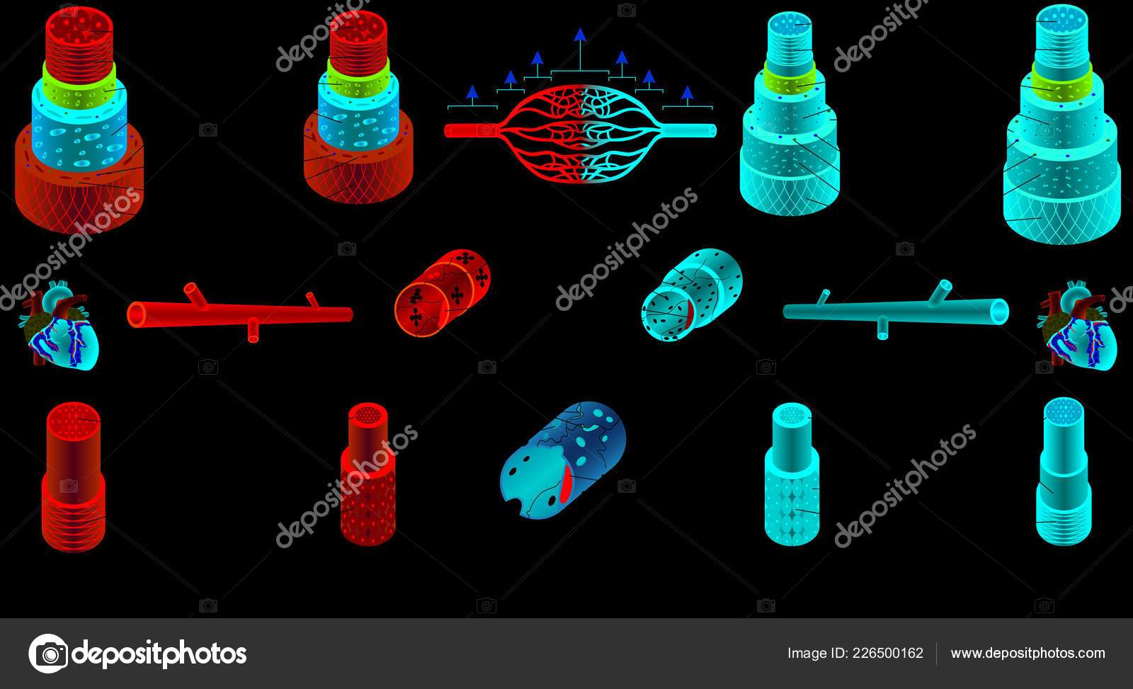 Arteries Veins Structure Blood Vessels Blood Vessel Types Functions Anatomy Stock Vector Image By C Anutuno Arteries Veins Structure Blood Vessels Blood Vessel Types Functions Anatomy Stock Vector Image By C Anutuno